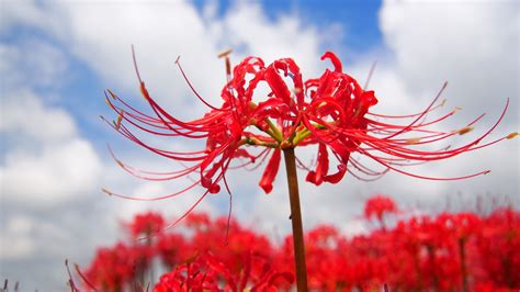 彼岸花花語日本|彼岸花の花言葉とは？赤・白・ピンクなど色別の意味や由来を紹。